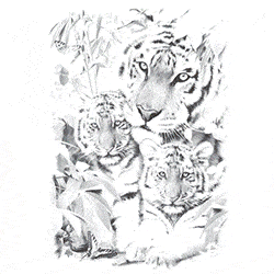 Animace s tygry