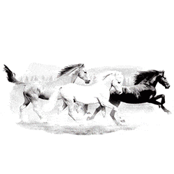 animace koně
