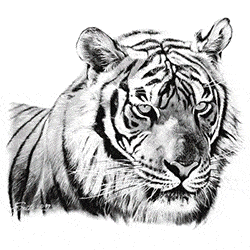 animace tygr